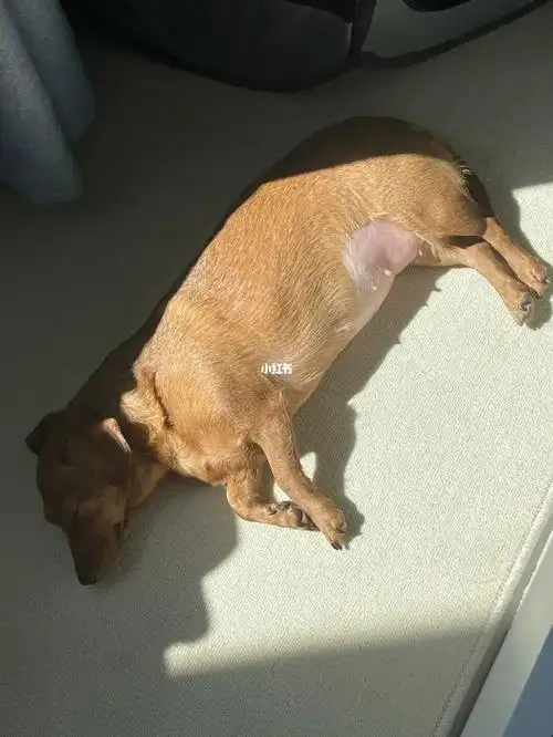 腊肠狗怀孕孕36天