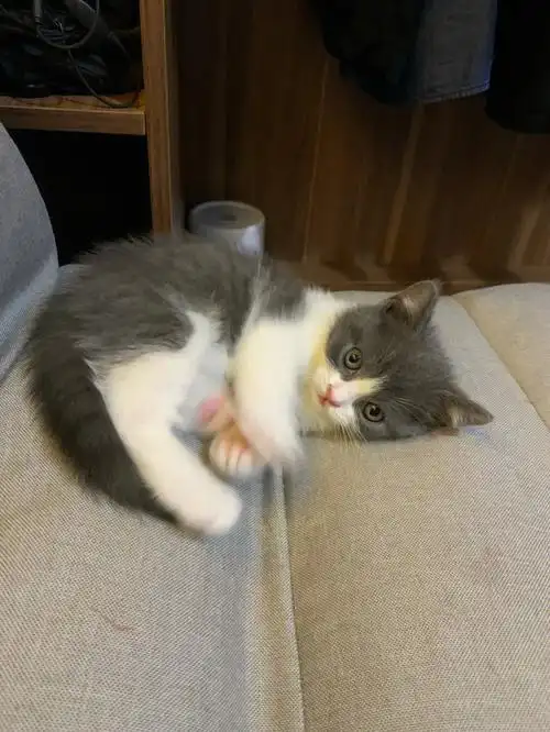 满满小时候奶猫图片分享16615#英短蓝白