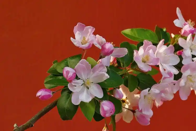 海棠花溪花盛开,清明时节寄情怀;期盼疫情早离开,绚丽多彩春常在