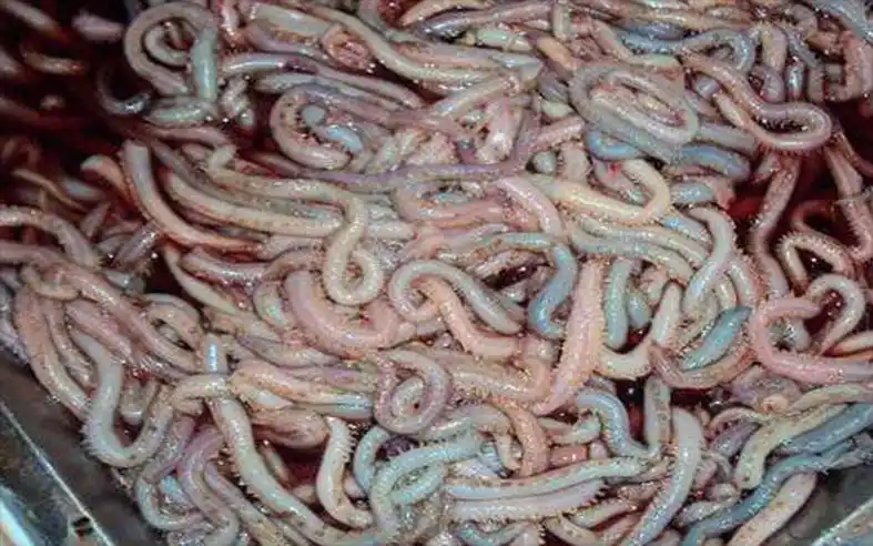 世界上最长的虫子最长记录55米全是粘液太恶心了