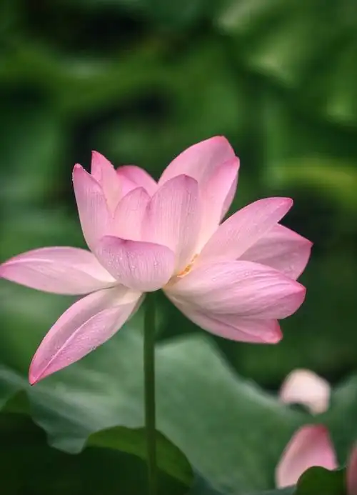 六月,池塘的荷花已悄然绽放,一朵朵,静静的在莲叶间,优雅又高贵