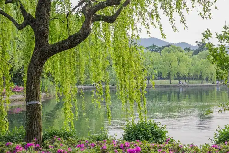 美丽西湖苏堤春晓