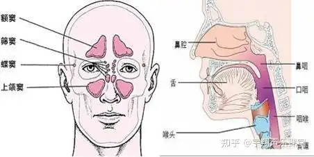 从理论上讲,获得良好声音的重要因素便是获得头腔共鸣,而在我们实际