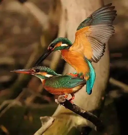 翠鸟多少钱一只翠鸟珍贵吗