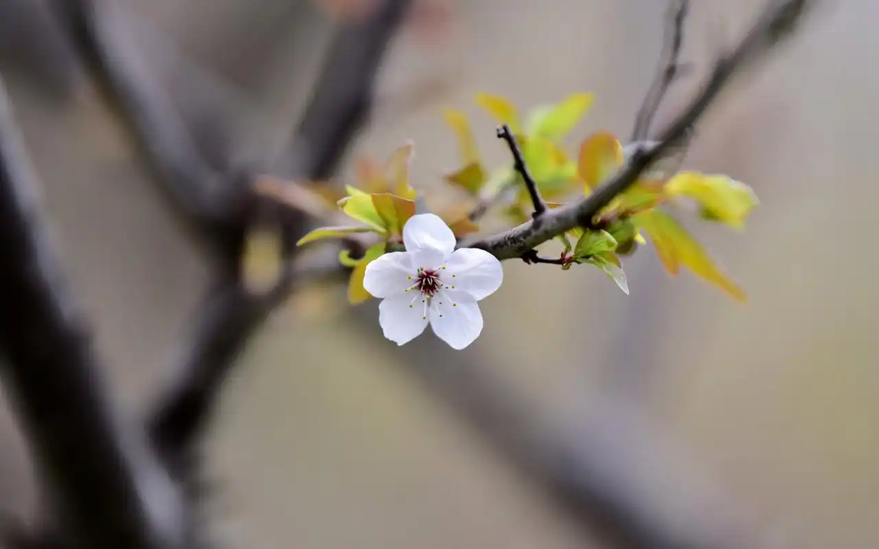 清新淡雅植物花卉微距摄影图片高清壁纸~~清新护眼植物花卉图片使你的
