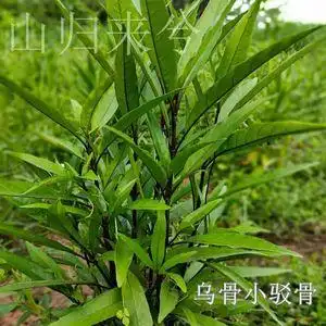 现采新鲜乌骨小驳骨小接骨乌骨接骨草接骨木尖凤尾裹篱樵枝叶500g