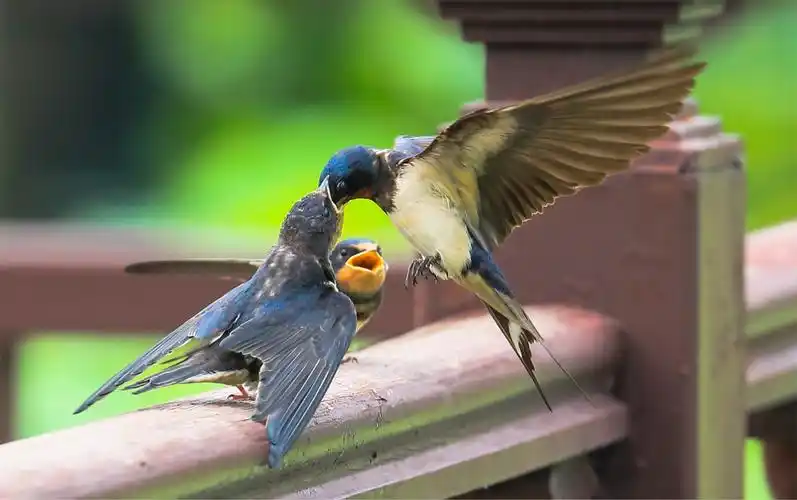 圆明园拍燕子喂雏