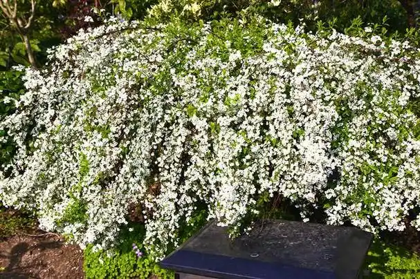 网红植物——喷雪花,繁花如白雪,耐寒耐热耐阴,南北方都能种