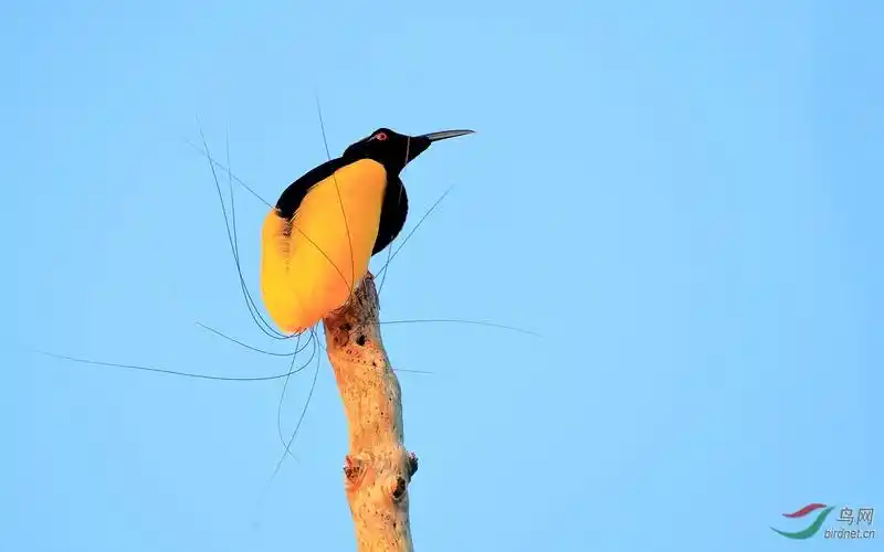 十二线风鸟twelve-wired bird-of-paradise.jpg