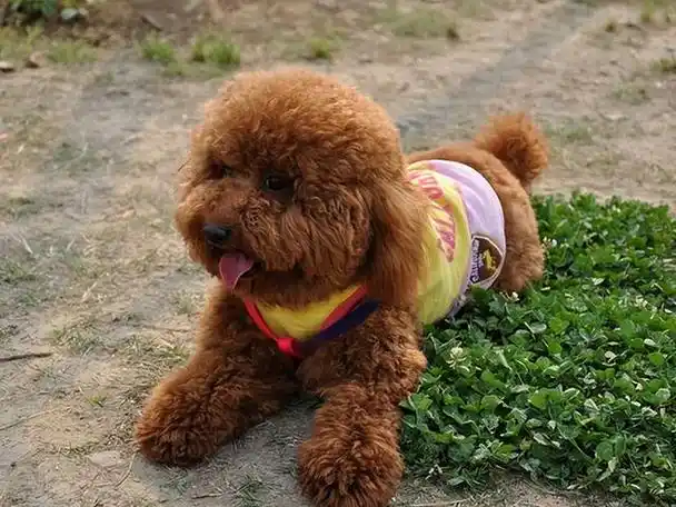 纯种泰迪的7大特征,你可能养的是串串