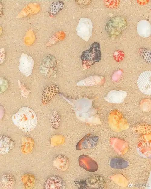 涠洲岛浪漫的彩色贝壳