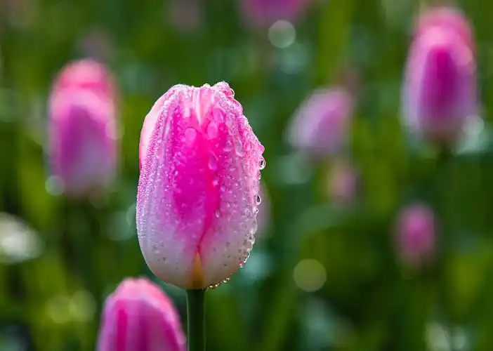 带露珠的粉色郁金香