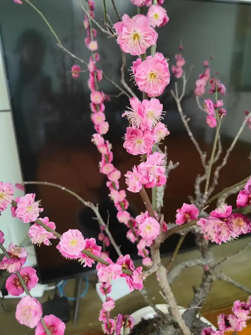 干枝梅,别名"叫朱砂红"满屋飘香,爱了 - 抖音