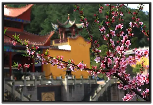 天台山寺桃花