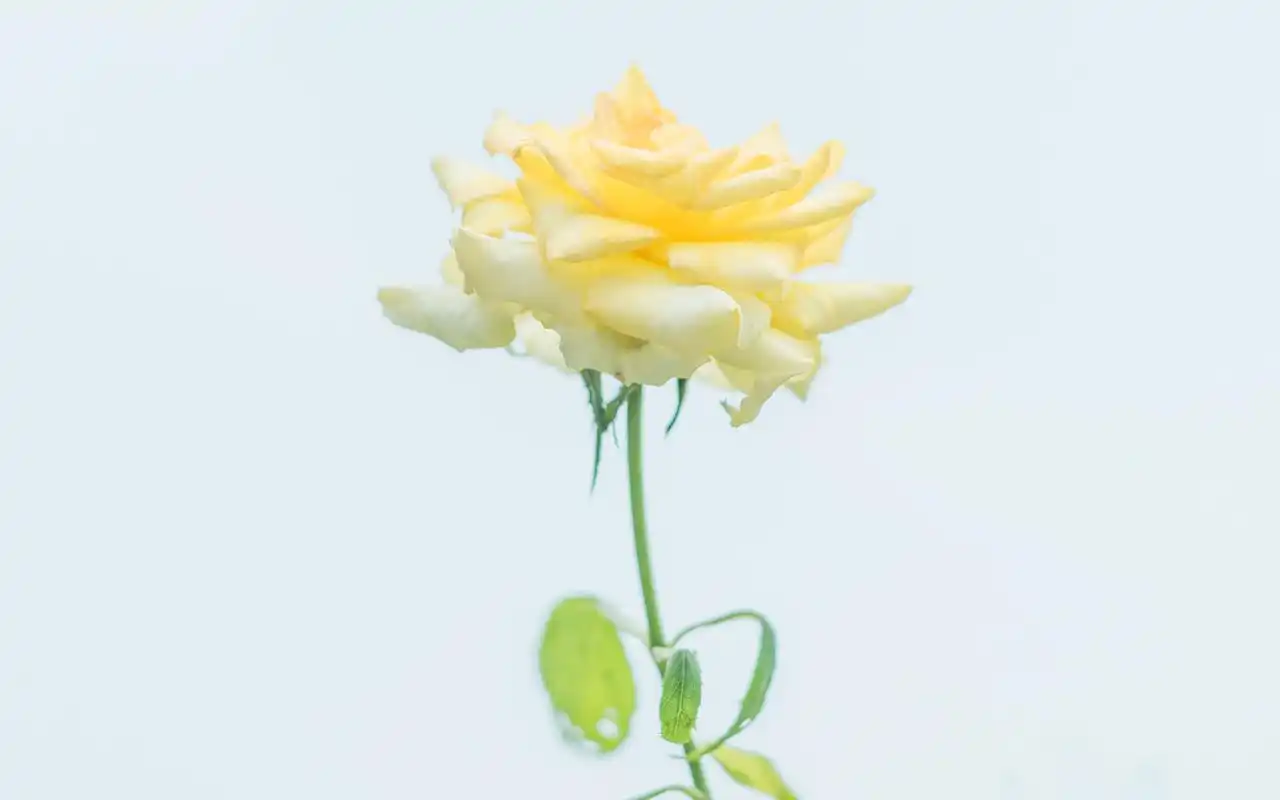 清新植物图片高清桌面壁纸~~为你的桌面换上一张干净清新简约的壁纸吧