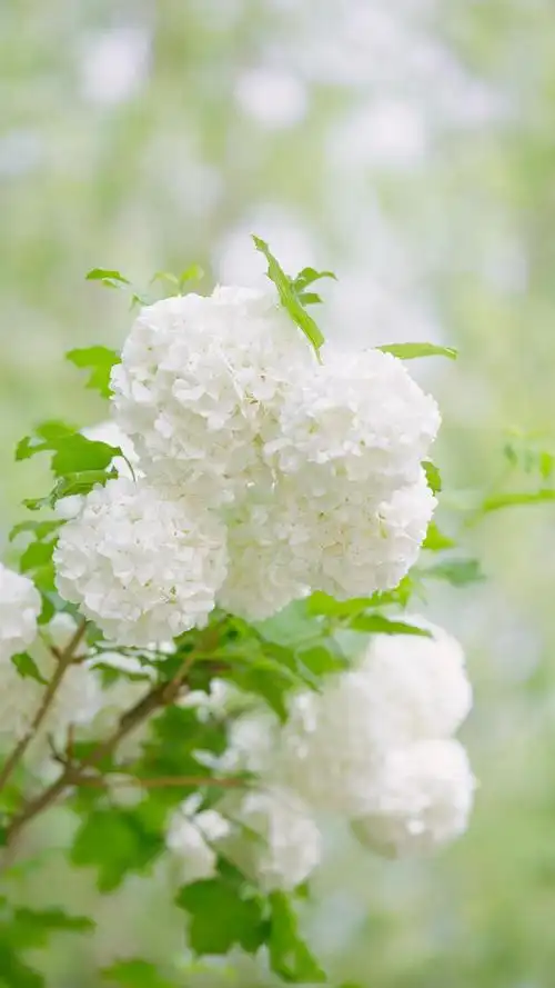 清新素雅的绣球花,高清图片,手机锁屏桌面-壁纸族