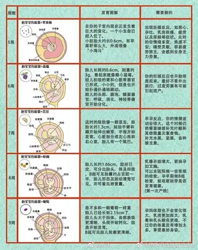 1-40周宝宝发育过程图解