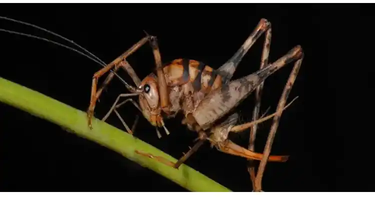 灶马蟋出现一只会有很多只吗