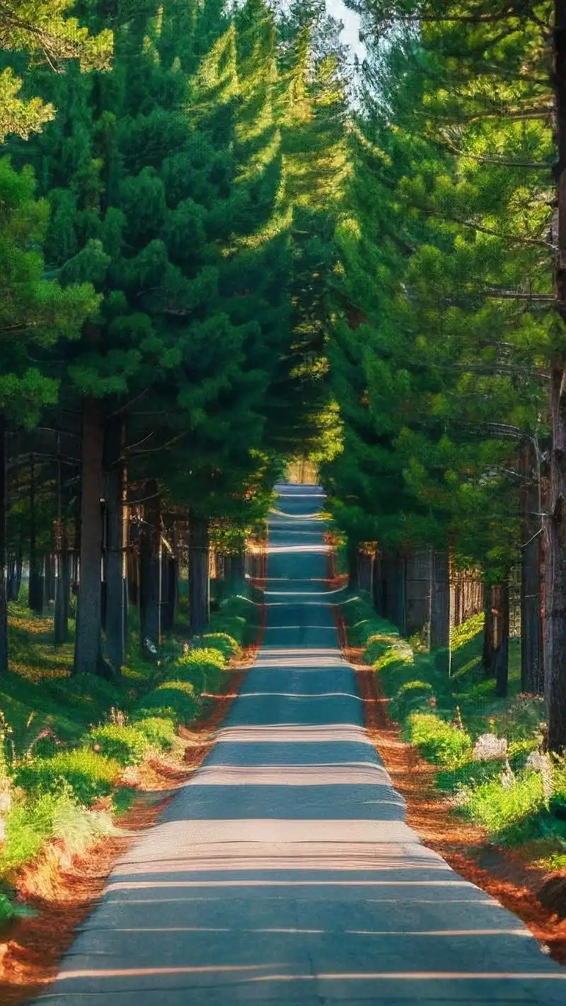 高清森林手机壁纸大放送95 亲们,想要给手机换上一款清新养眼的壁纸