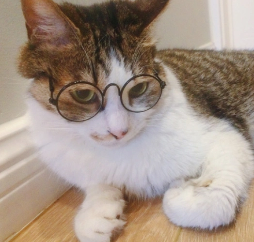 戴上眼镜以后,猫咪看起来斯文多了