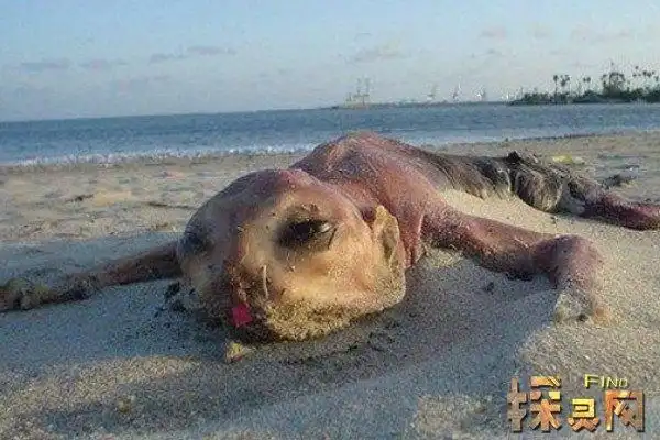 罗布泊恐怖生物照片