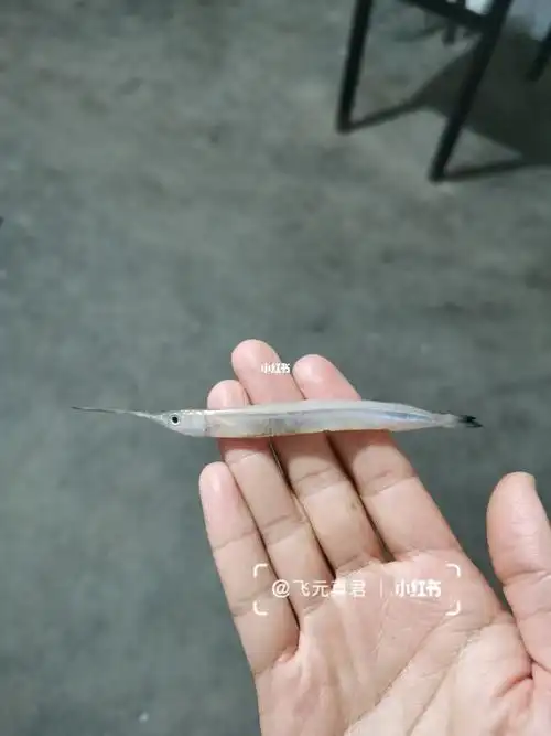 淮河活化石淡水剑鱼