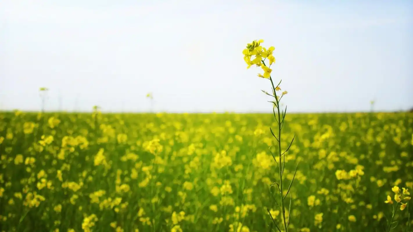小清新静物唯美高清桌面壁纸