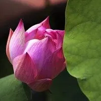 漂亮的莲花微信头像含苞待放的荷花【点击鼠标右键下载】