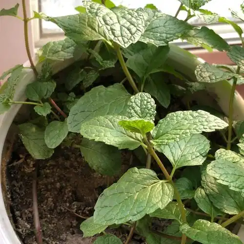 请问这是什么品种的薄荷呀?留兰香吗?还是皱叶留兰香?#薄荷  #品种