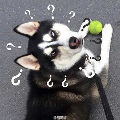 哈士奇搞笑图片表情包哈士奇搞笑图片头像高清