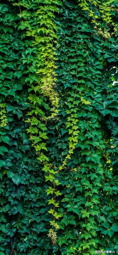 护眼绿色植物手机壁纸_高清绿色叶子锁屏壁纸_图片_荷叶_爬山虎