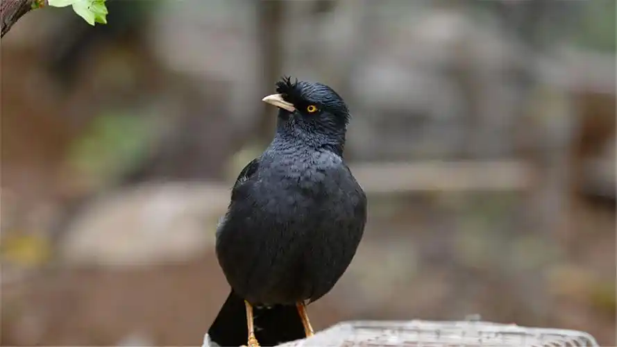 会说话的八哥鸟高清摄影图片电脑桌面壁纸下载