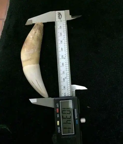 虎牙怎么分辨真假你需要学习了