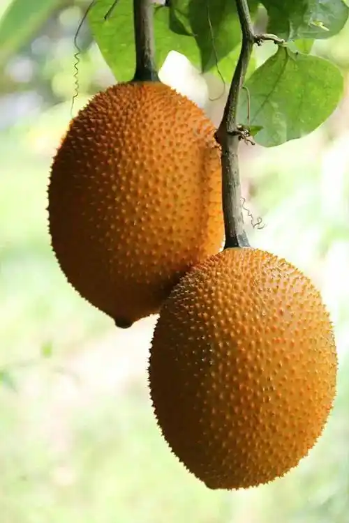 100多种罕见水果欣赏