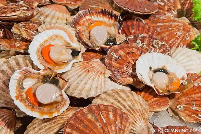 扇贝图片_图片大全