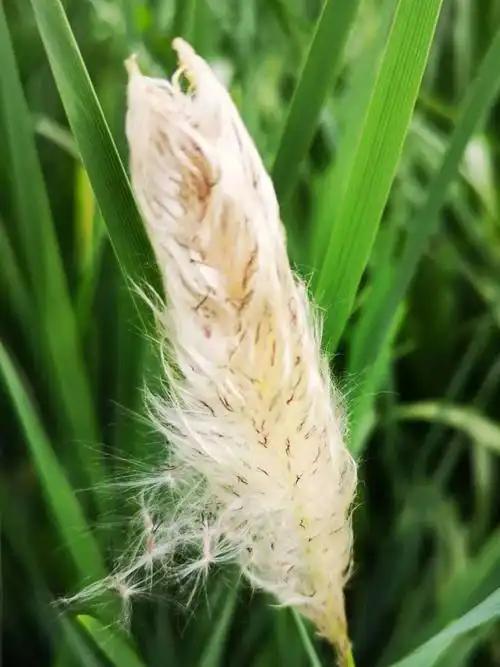 0272re护肤成分小课堂抗敏修护15号白茅根