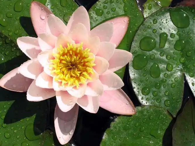 桃红色荷花,水滴,叶子,池塘