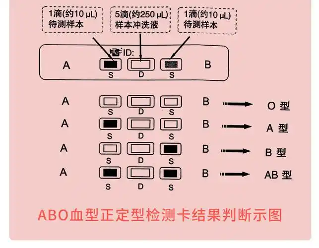 abo血型检纸卡固相法简单准确配件齐全血型检测卡检纸二份