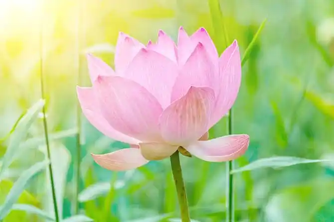 莲花图片_图片大全