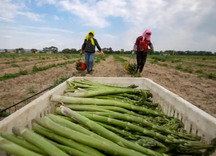 旱地长出鲜芦笋_种植