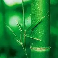 竹子头像图片大全清新绿色的竹子高清微信头像