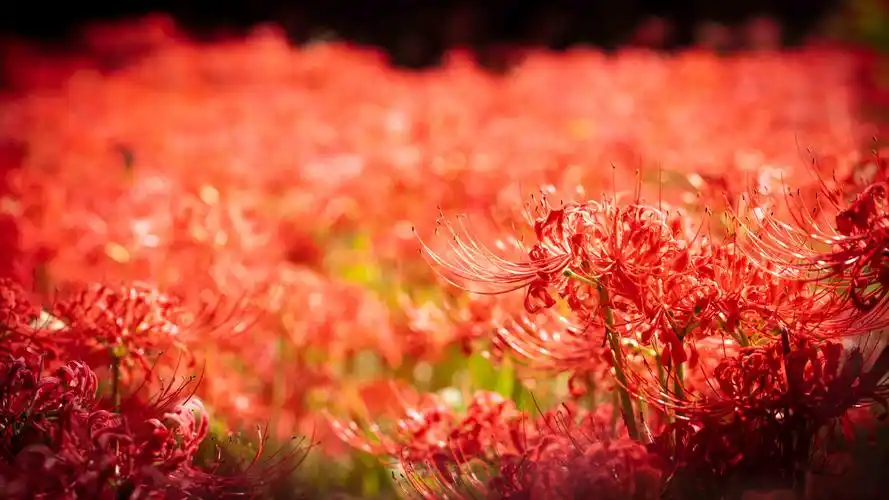 电脑壁纸 花卉 鲜花 鲜红无比的彼岸花