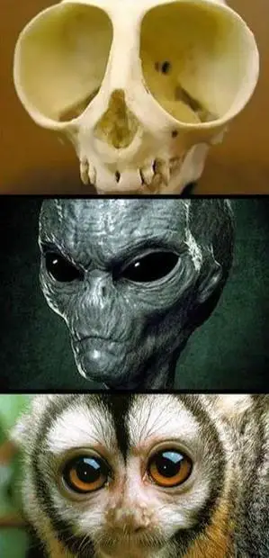 和预计的差太多了吧|牙齿|恐龙|蜥蜴|外星人_网易订阅