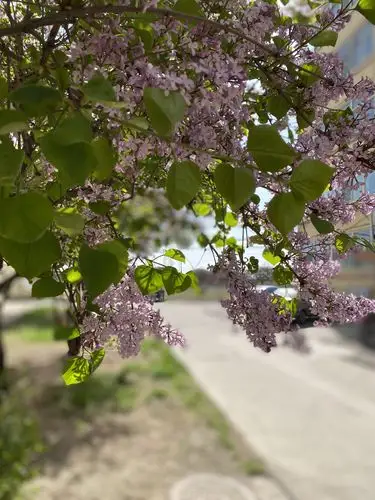 那棵叫丁香的树