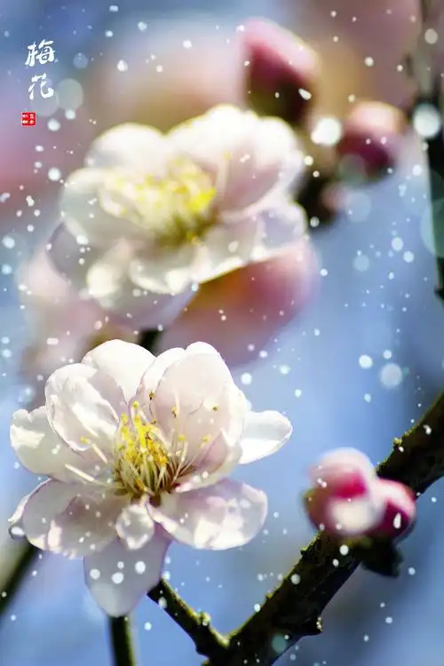 原图欣赏-太平洋摄影部落