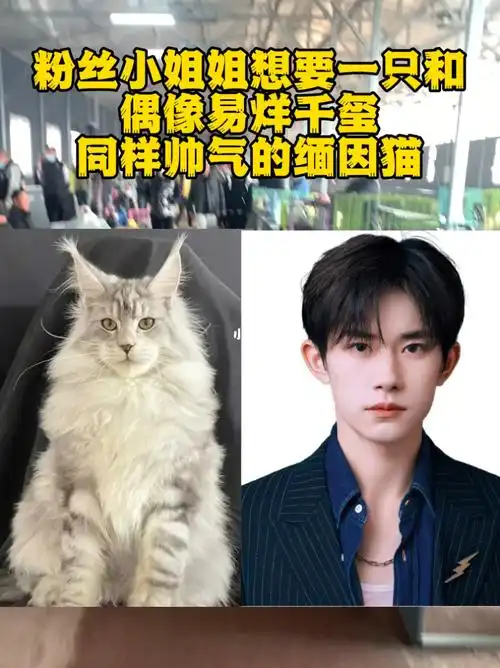去宠物市场易烊千玺同样帅气的缅因猫