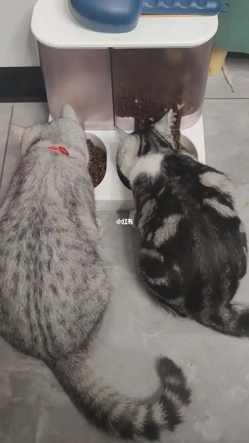 英短和美短的体型差距