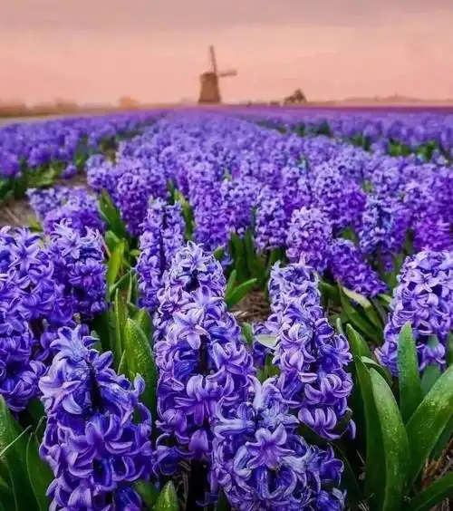 花海世界第二弹