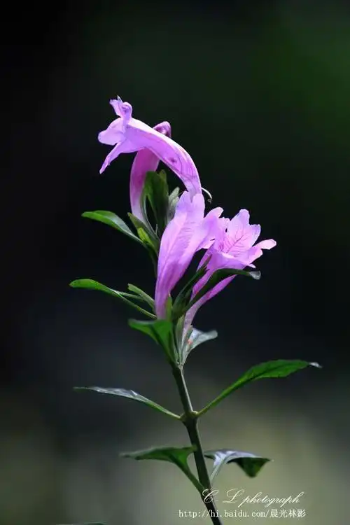板蓝花儿开 - 晨光林影 - 晨光林影