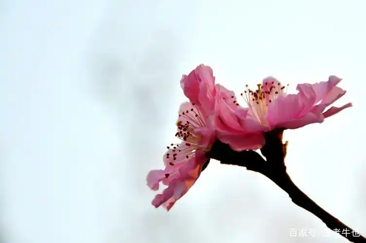 桃花年年开 好运年年来 天天桃花运 月月福禄进